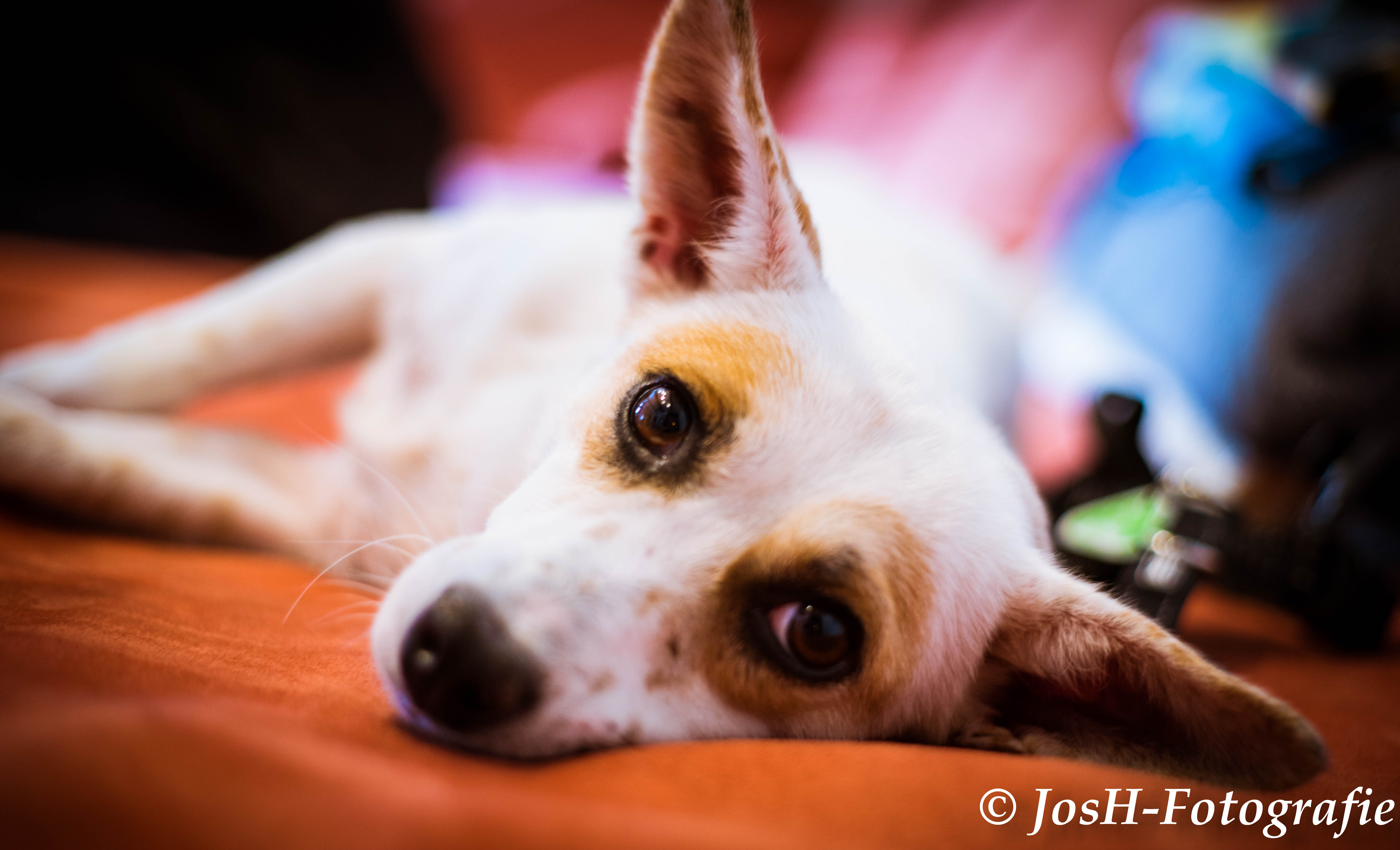 Hunde Galerie