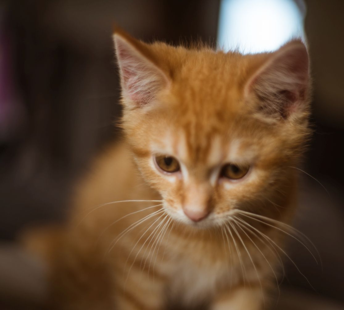 Katzen Galerie
