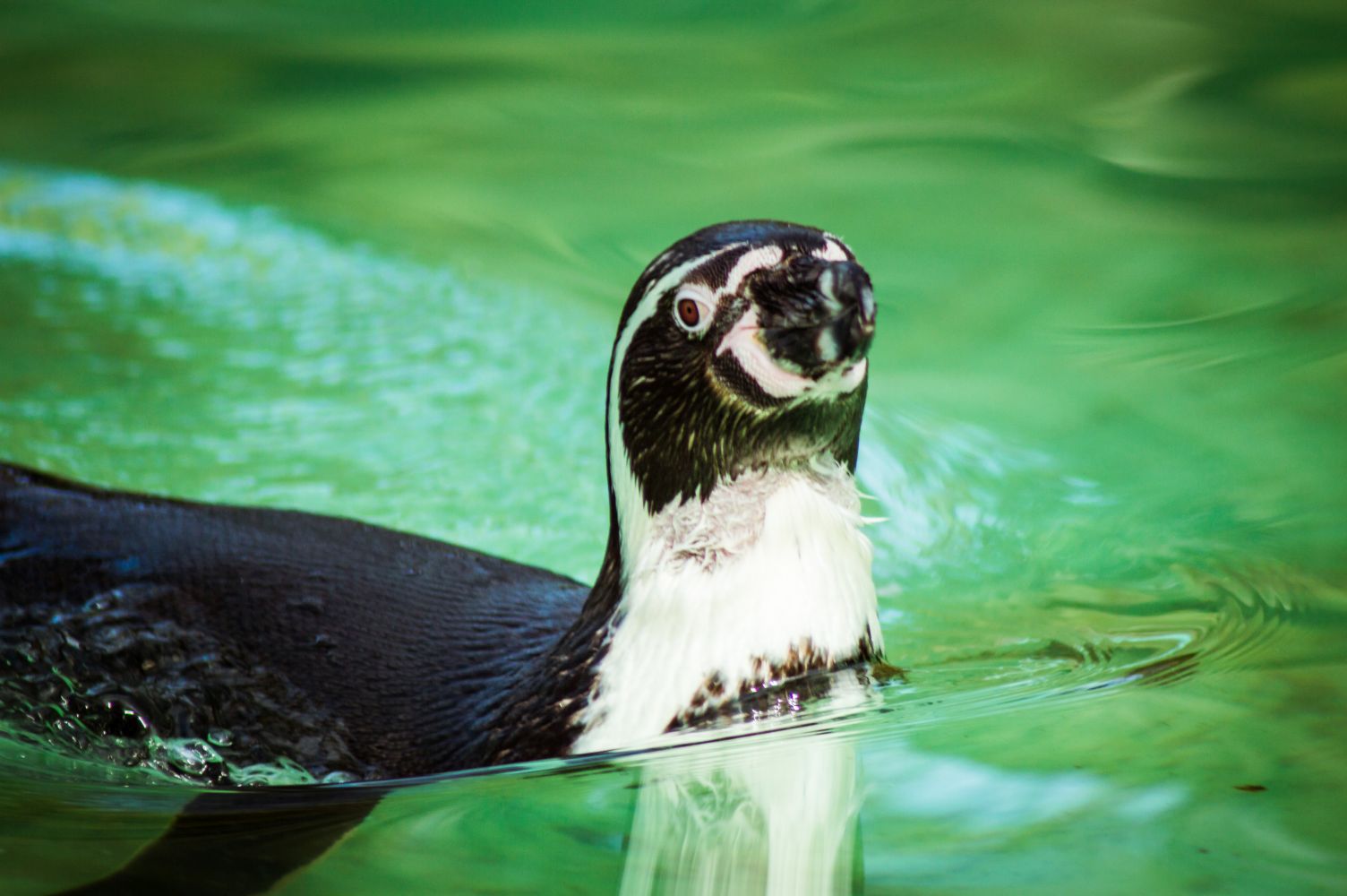 Wildtiere Galerie